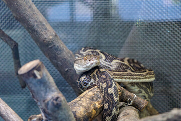 木の上で休む毒蛇