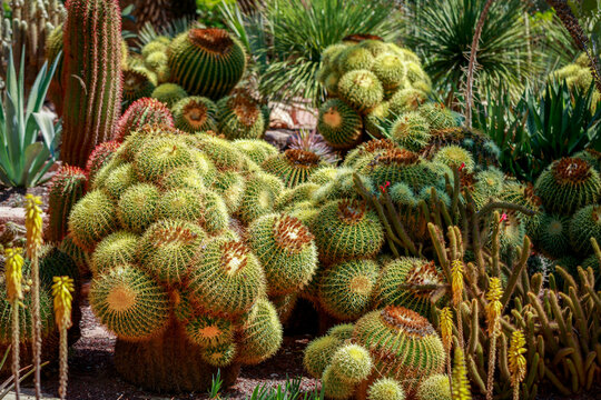 Corner of spectacular cacti in the Huerto del Cura in Elche, Alicante, Valencian Community, Spain, in daylight