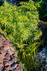 Ancient flora, green papyrus plant growing in water
