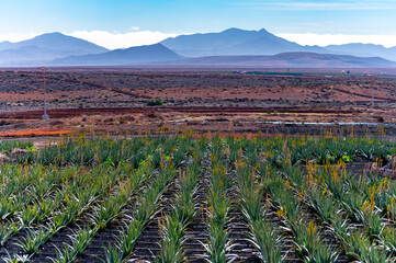 Aloe vera plantation, cultivation of healthy plants for medicine, cosmetics, skin care, decoration,...