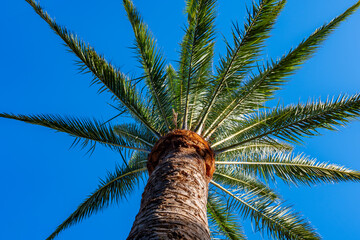 Palm phoenix canariensis tree growing on Fuerteventura island, Canary islands, travel destination in Spain