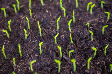 Young sprouts of new legumes and vegetables varieties in seed bank, seedlings for spring sowing in fields