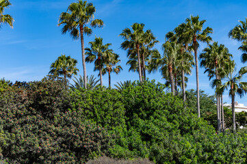 Naklejka premium Bright yellow Bougainvillea plant flowers and blue clear sky
