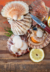Atlantic bay scallops coquille St. James sea shells, catch of the day in Normandy or Brittany,...