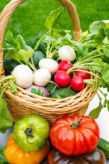 Bio gardening, organic harvest of fresh vegetables, tomatoes, cucumbers, white and red radish roots vegetables in wicked basket and green grass on background