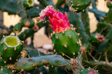 Small green yellow flowers of blossoming cactus plant