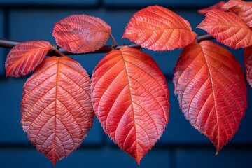 Tree branch with red leaves macro photography, autumn tree branch.