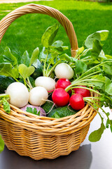 Bio gardening, organic harvest of fresh vegetables, white and red radish roots vegetables in wicked...