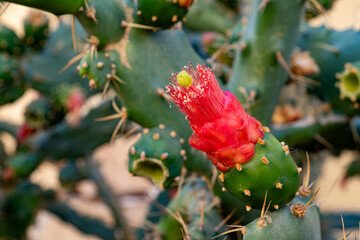 Small green yellow flowers of blossoming cactus plant