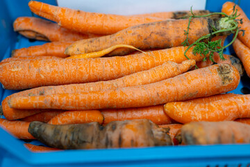 Different types and sizes of non standard orange carrots in plastic box in vegetables processing farm