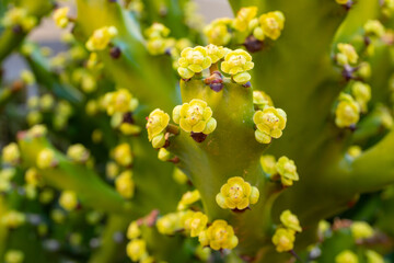 Small green yellow flowers of blossoming cactus plant