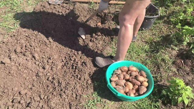 Planting potatoes in the garden in spring