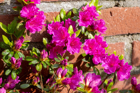 Pink blossom of rhododendron azalea flowers in spring garden