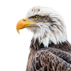 Fototapeta premium side view of eagle transparent isolated on white png