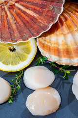 Atlantic bay scallops coquille St. James sea shells, catch of the day in Normandy or Brittany, France is shells and cleaned