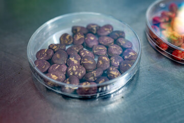 Samples of new legumes and vegetables seeds varieties in seed bank, seedlings for spring sowing in fields