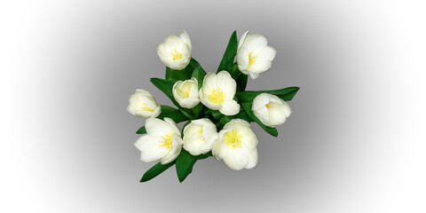 Bouquet of white tulips on a gradient background.