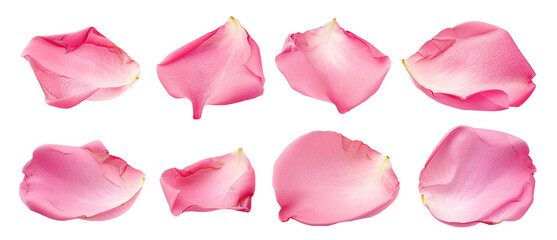 Set of pink rose petals, cut out