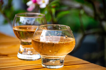 Brut apple cider from Betuwe, Gelderland, in glasses and blossom of apple tree in garden on background on sunny day, apple cider production in Netherlands
