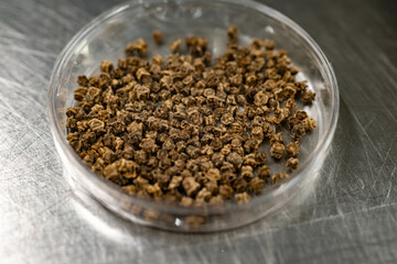 Samples of new legumes and vegetables seeds varieties in seed bank, seedlings for spring sowing in fields