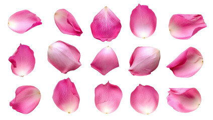 Set of pink rose petals, cut out
