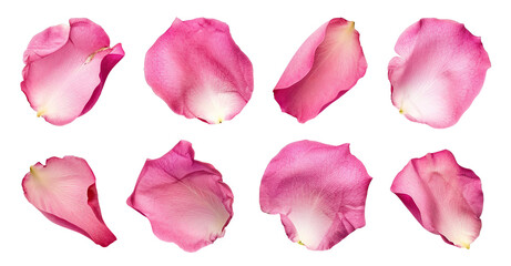 Set of pink rose petals, cut out