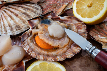 Atlantic bay scallops coquille St. James sea shells, catch of the day in Normandy or Brittany,...