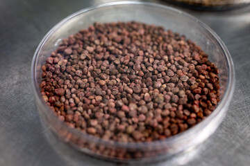 Samples of new legumes and vegetables seeds varieties in seed bank, seedlings for spring sowing in fields