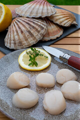 Atlantic bay scallops coquille St. James sea shells, catch of the day in Normandy or Brittany, France is shells and cleaned