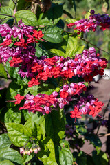 Pink flowers of clerodendrum thomsoniae bleeding glory-bower blossoming plant