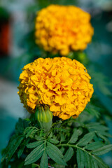 Yellow flowers of tegetes erecta marigold flowers in garden