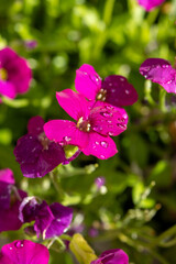 Obraz premium Pink blossom of aubrieta deltoidea perennial ornamental plant in spring garden
