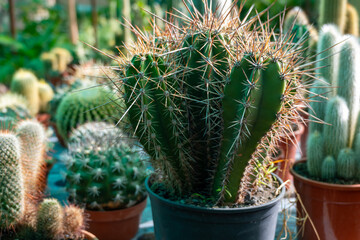 Garden plants shop with different tropical succulent plants green cactuses close up