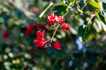 Obraz premium Red flowers of Jatropha flowering plants in spurge family, Euphorbiaceae