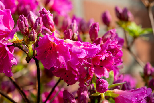 Pink blossom of rhododendron azalea flowers in spring garden