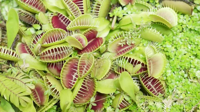 Carnivorous plants in a botanical garden or greenhouse. Exhibition of exotic plants.