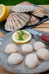 Atlantic bay scallops coquille St. James sea shells, catch of the day in Normandy or Brittany, France is shells and cleaned