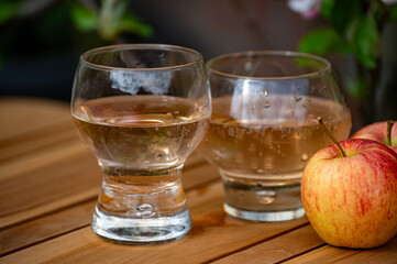 Brut apple cider from Betuwe, Gelderland, in glasses and blossom of apple tree in garden on background on sunny day, apple cider production in Netherlands