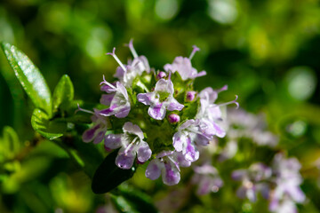 Spring blossom of pink aromatic kitchen herb thyme in garden