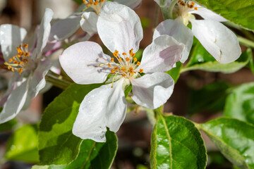 Fruit orchard in spring, pink blossom of apple fruit trees close up