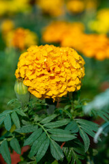 Yellow flowers of tegetes erecta marigold flowers in garden