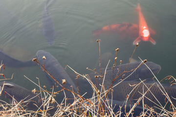 森の池の中を、悠々と泳ぐ錦鯉の群れ模様