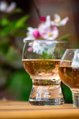 Brut apple cider from Betuwe, Gelderland, in glasses and blossom of apple tree in garden on background on sunny day, apple cider production in Netherlands