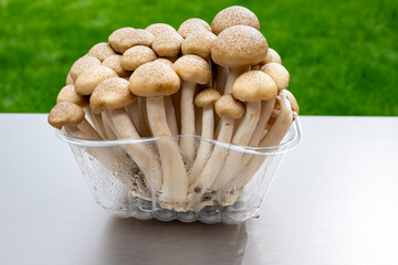 White and brown shimeji edible mushrooms native to East Asia, buna-shimeji is widely cultivated and rich umami tasting compounds