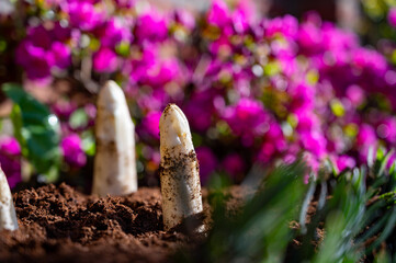Harvesting of organic white asparagus on Dutch farm, spring growth on delicious vegetables in garden and blossom of azalea, Netherlands