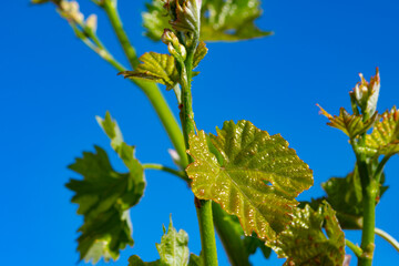 Young green grape plant shoot with leaves, buds and berry ovaries and blue sky