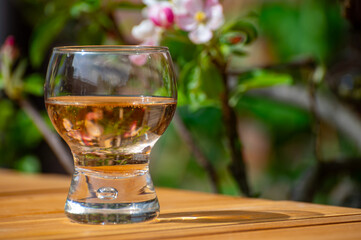 Brut apple cider from Betuwe, Gelderland, in glass and blossom of apple tree in garden on background on sunny day, apple cider production in Netherlands