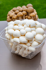White and brown shimeji edible mushrooms native to East Asia, buna-shimeji is widely cultivated and...