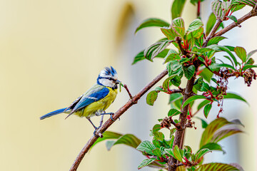 Fototapeta premium Eurasian blue tit (Cyanistes caeruleus) Passerine bird with caterpillars in the beak, feeding the chicks. with blue cap, white cheeks, black Eyestripe's, green blue back, yellow belly and blue wings 