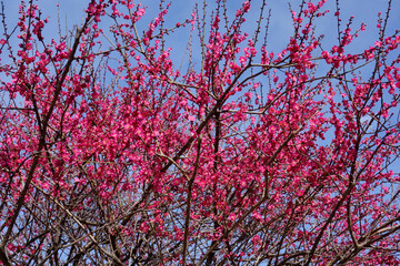 春の青空に映える紅梅の艶やかな花の枝振り